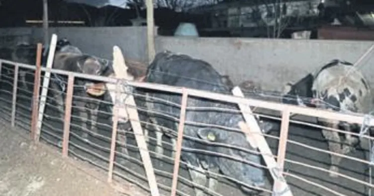 Talihsiz kadını inek öldürdü