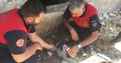 Şanlıurfa’da dumandan zehirlenen kediyi itfaiyeciler kurtardı #sanliurfa