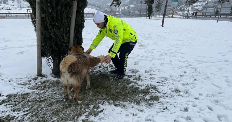 Sokak hayvanlarını yalnız bırakmadılar...Trafik polisleri sokak köpeklerini böyle besledi