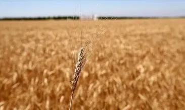 NATO-Ukrayna Konseyi tahıl konusunda toplanacak