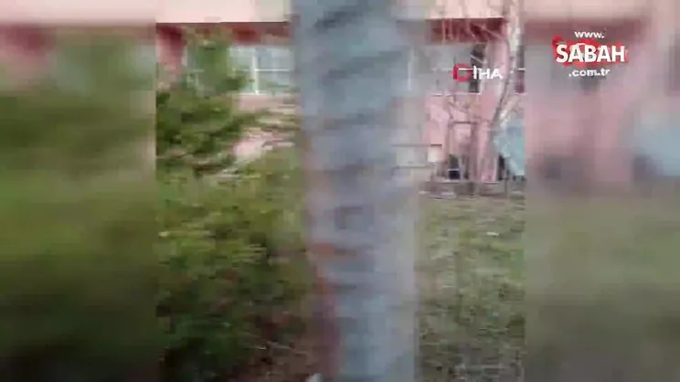 Eskişehir'de kedi vahşeti! Boynundan ağaca asılmış halde bulundu | Video