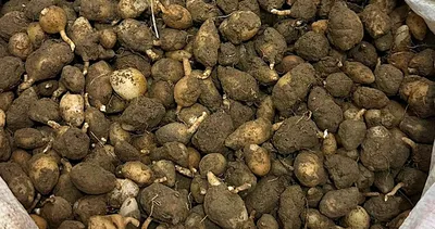 Dokunmak bile servet değerinde! Bu bitkiyi toplayana yarım milyon ceza: Doğanın mor altını