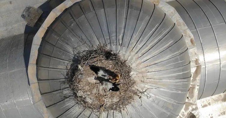 Her yer yandı, yuvasını terk etmedi