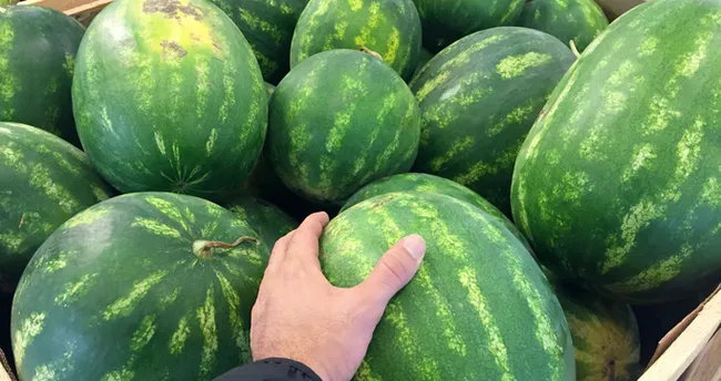 Karpuz Nasıl Seçilir, Nelere Dikkat Edilmeli? Kaliteli Karpuz Sapından ve Kokusundan Nasıl Anlaşılır?