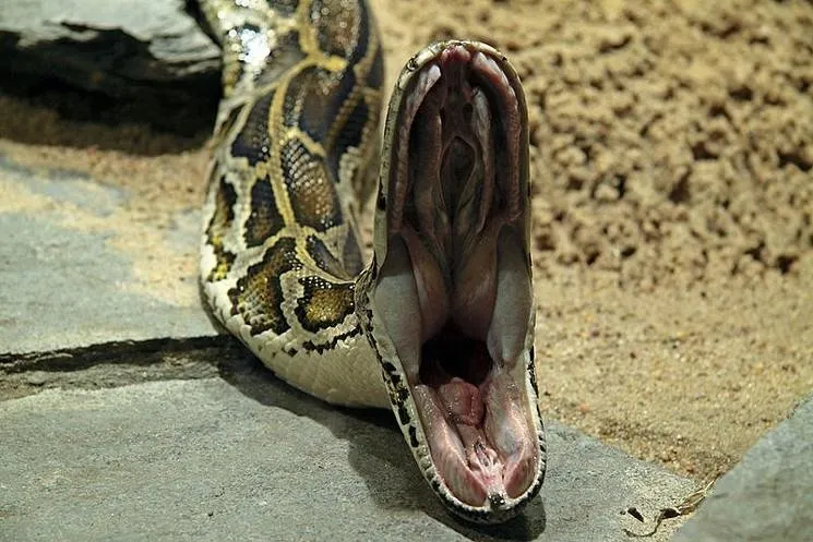sabah