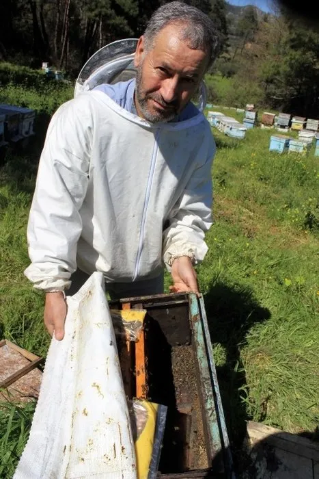 Bursa’da arı ölümleri artarak devam ediyor