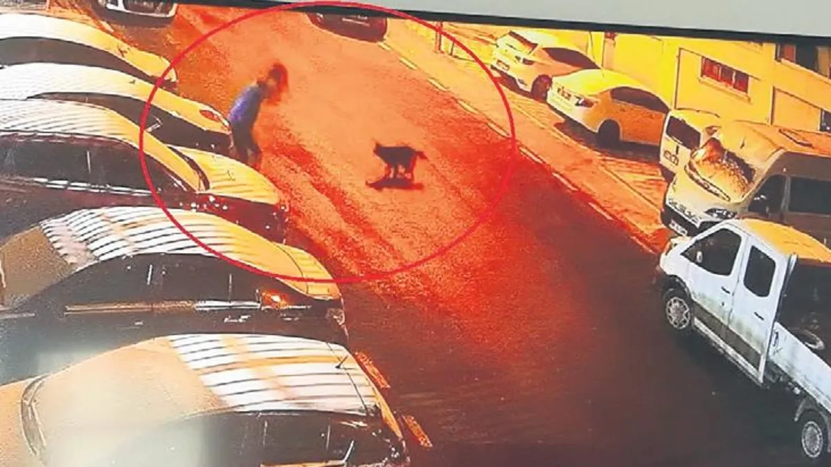 Mamak’ta sokak köpekleri dehşeti – Yaşam Haberleri