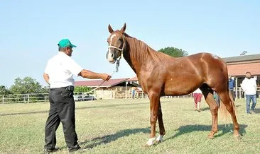 Safkan Arap atının fiyatı dudak uçuklatıyor