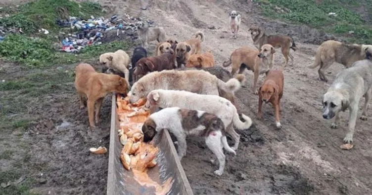 Edirne’de 500 köpek kayboldu iddiası