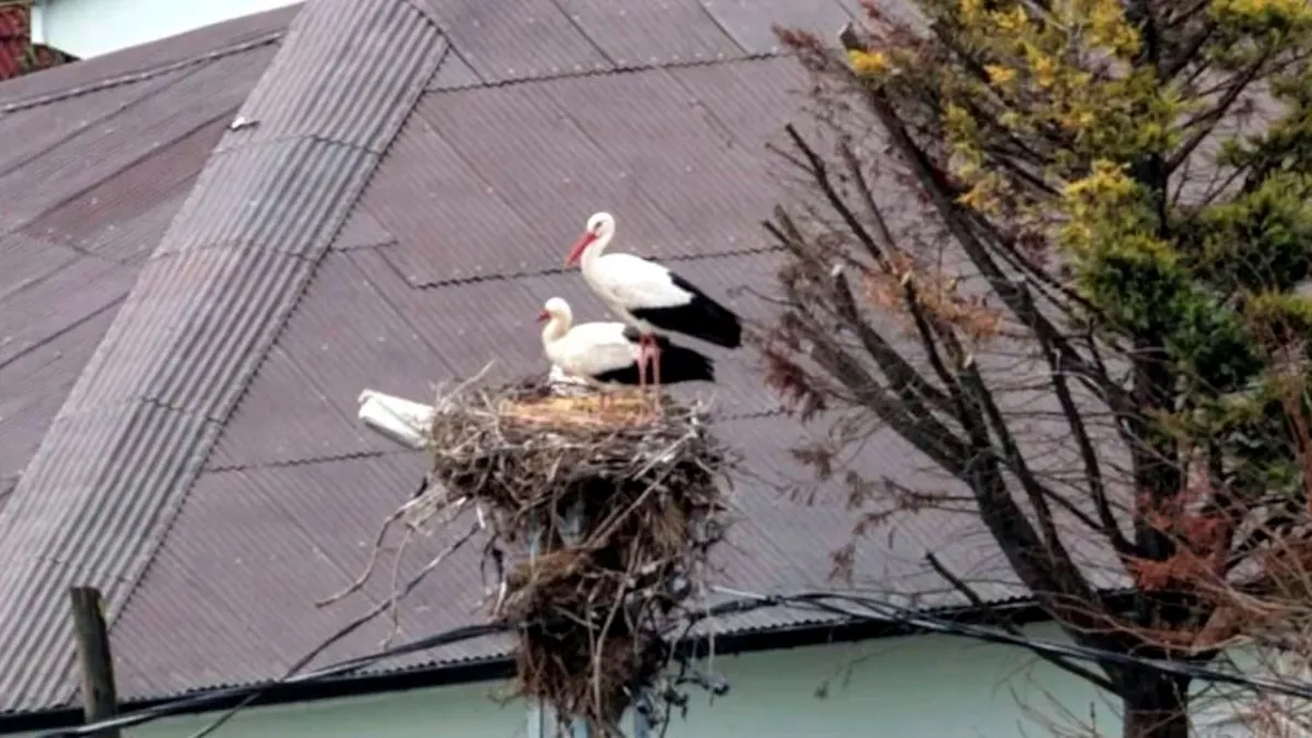 İlbaharın habercisi Leylekler Afrika’dan göç ederek İstanbul’a ulaştı İlbaharın habercisi Leylekler Afrika’dan göç ederek İstanbul’a ulaştı