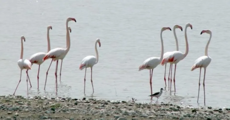 Kuş cenneti Tuz Gölü’nün misafir flamingoları evlerine gelmeye başladı
