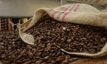 Kakao fiyatlarında düşüş sürüyor