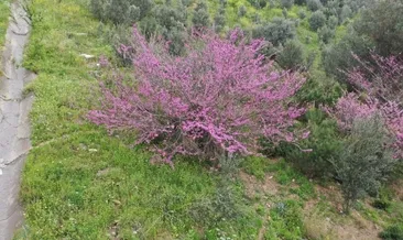 Erguvanlar çiçek açtı