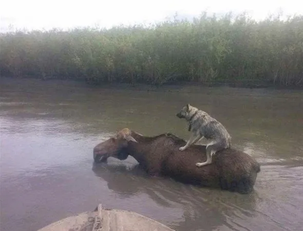 Anlamsız fotoğraflar