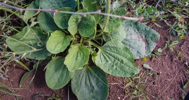 Damar Otunun Faydaları Nelerdir? Damar Otu Hangi Hastalıklara ve Neye İyi Gelir, Nasıl Kullanılır?