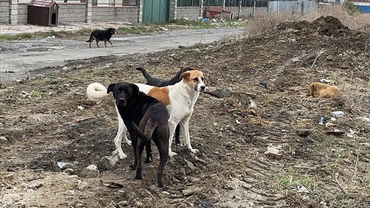 SON DAKİKA | Sahipsiz hayvanlarla ilgili düzenleme komisyondan geçti