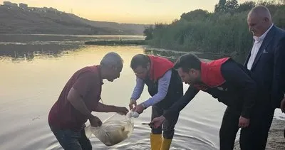 Cizre’de Dicle Nehri’ne 200 bin adet yavru sazan balığı bırakıldı