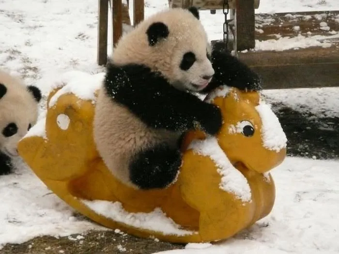 Pandalara günlük bakım