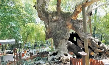 Doğanın mirası 854 yaşında