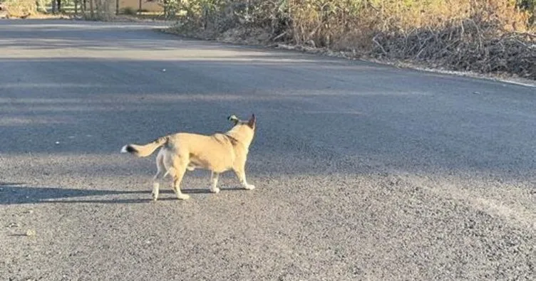 Sahipsiz köpek dehşeti