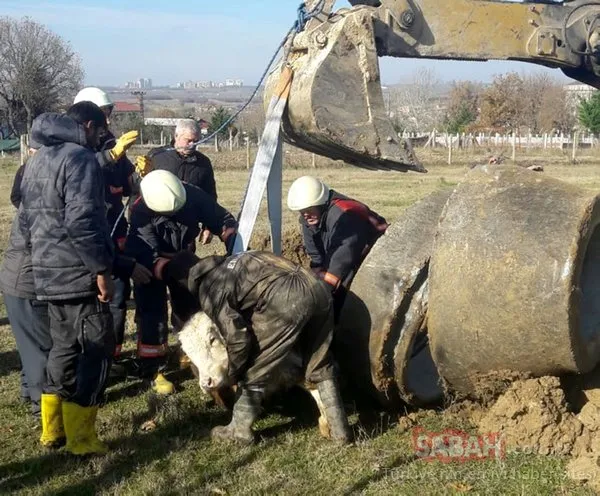 Silivri’de rögara düşen danayı bakın nasıl kurtardılar