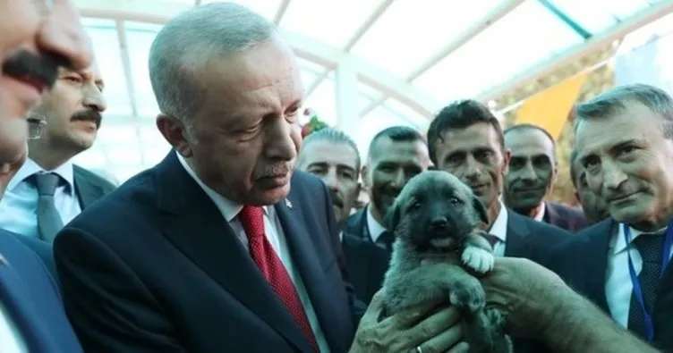 Başkan Erdoğan’da Hayvan Hakları Yasası talimatı!