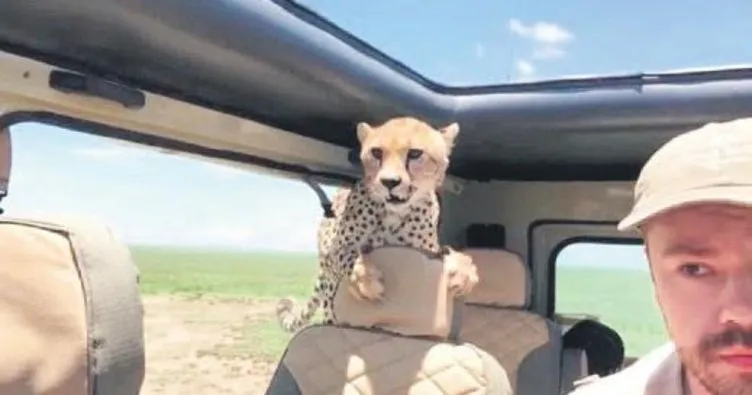 Serengeti’de çita safari aracına atladı