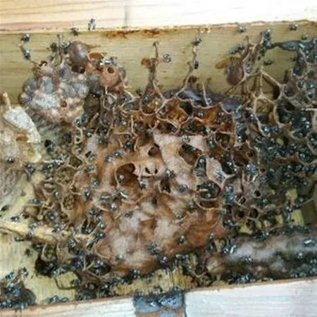Arıların istilası