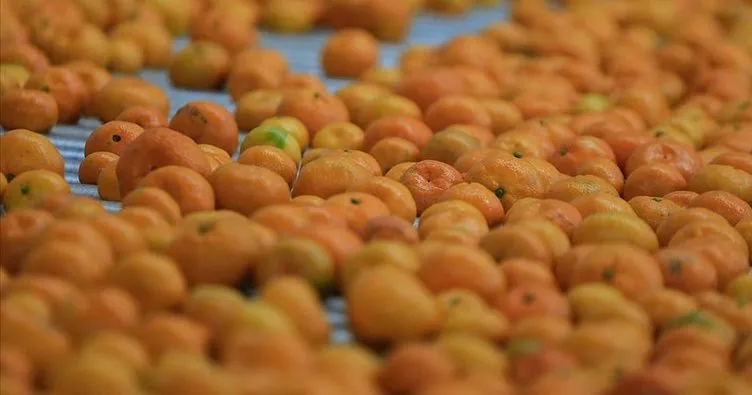Rusya’ya mandarin ihracatı ilk çeyrekte yüzde 49 arttı