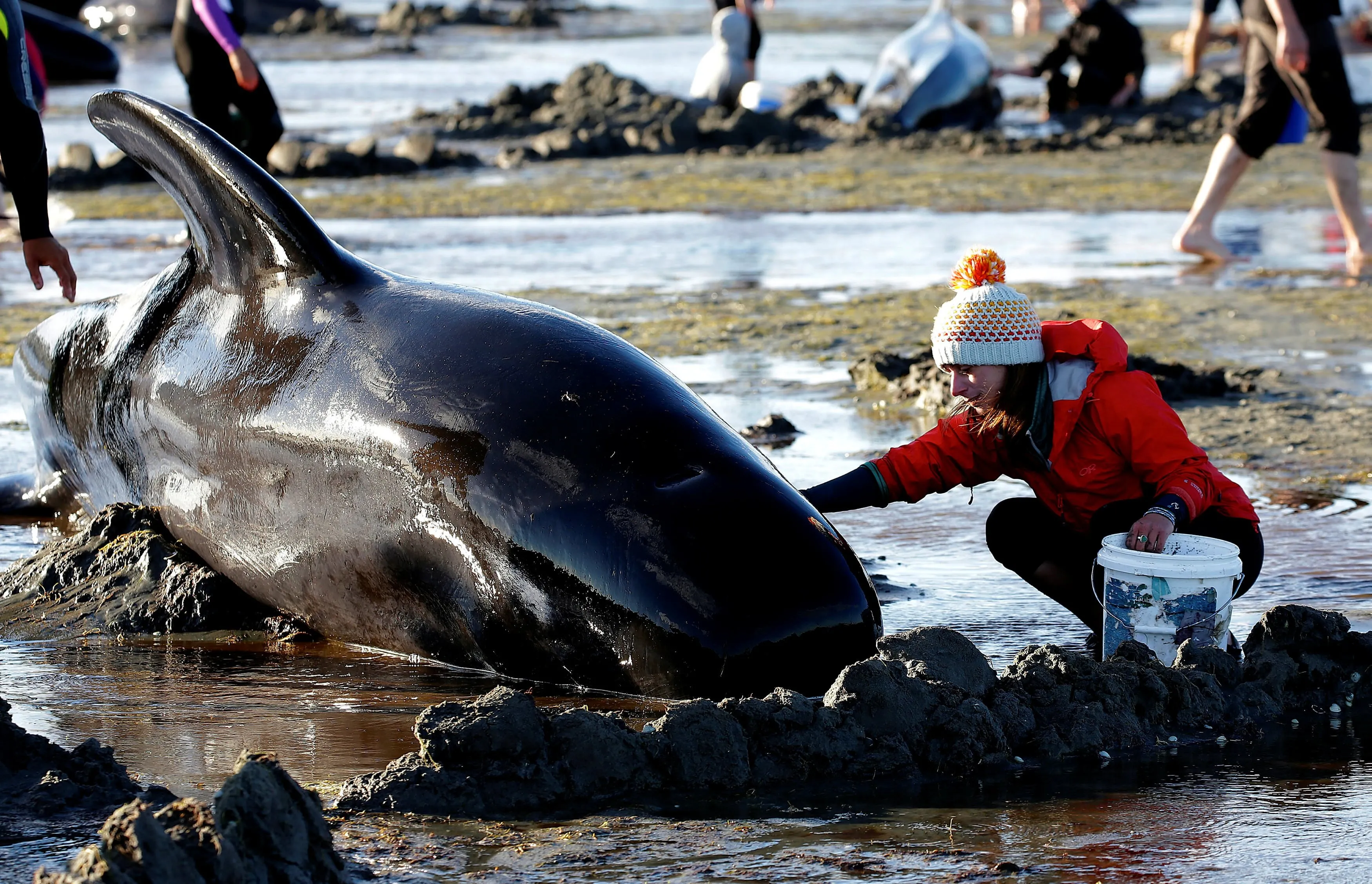 Спаслись в море. В новой Зеландии дельфины выбросились на берег. Гринды дельфины и касатки. Морские животные в нефти. Спасение морских животных.
