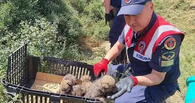 Kurt yavruları doğaya bırakıldı, çobanlar gözaltına alındı