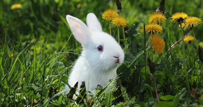 tavsanin kac ayagi var tavsan kac yil