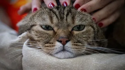 Obez kedi Simba pilates ile zayıflıyor!