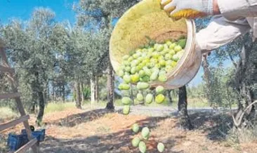 En büyük zeytin bahçesinde hasat
