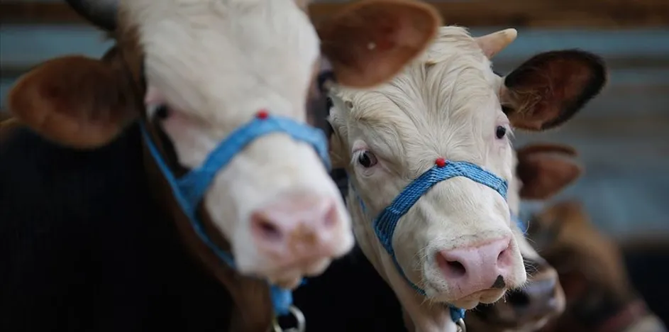 Kurban Bayramı ne zaman, ayın kaçında? 2026 Resmi tatiller belli oldu! İşte, Kurban Bayramı tarihi