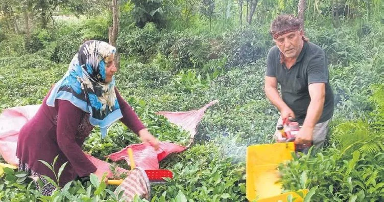 Çay üreticileri taban fiyatından memnun: Devlet her zaman üreticisinin yanında