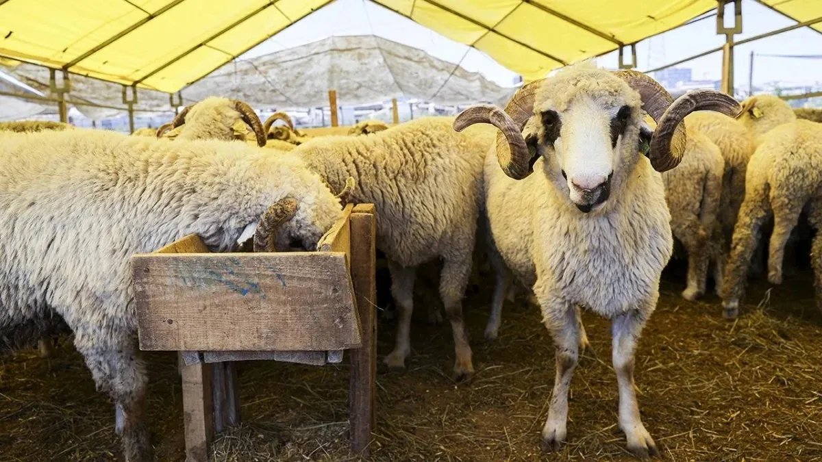 2025 Kurbanlık fiyatları ve kesim bedeli: Bu yıl kurban fiyatları ne kadar? Koyun, keçi, küçükbaş, dana, büyükbaş