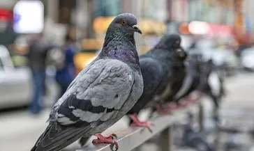 Bilim insanları şaşkına döndü! Güvercinlerin yön bulma sırrı karaciğerlerinde saklı olabilir