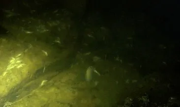 Küçükçekmece Gölü’nde balık ve yengeç ölümleri