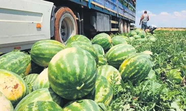 Karpuz yandı fiyatı arttı! Bir haftaya düşecek