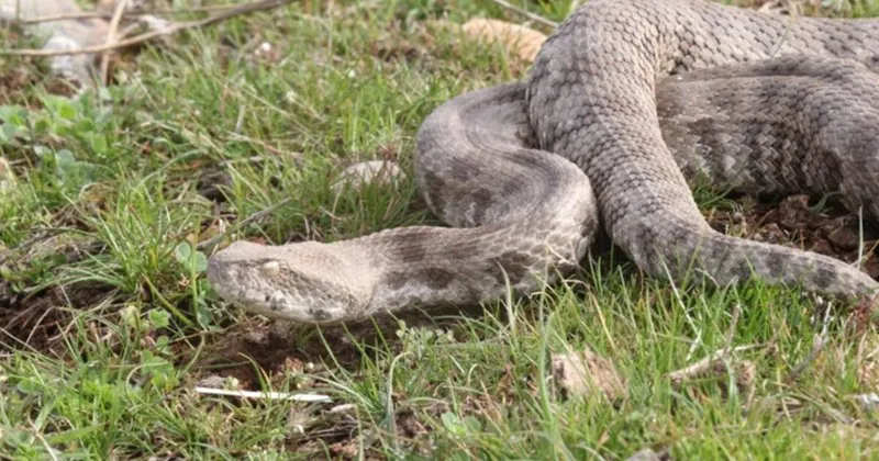 en zehirli tur olan koca engerek