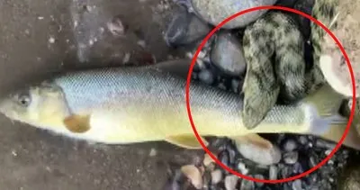 Malatya’da yılanın boyundan büyük balığı yakalama anı kamerada | Video