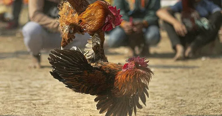 Adana’da horoz dövüşü yaptırılan iki derneğe operasyon