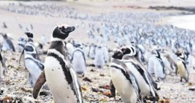 Arjantin’e penguen akını