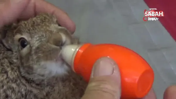 Zeytin bahçesinde bulduğu yavru tavşanı biberonla besliyor | Video