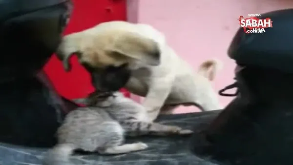 Bursa'da kedi ve köpeğin dostluğu görenleri hayran bırakıyor