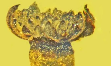 Kehribar taşında 100 milyon yıl öncesine ait çiçek türü keşfedildi