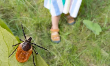 O belirtiler başlarsa vakit kaybetmeyin! Kene ısırığı ölümcül olabilir...