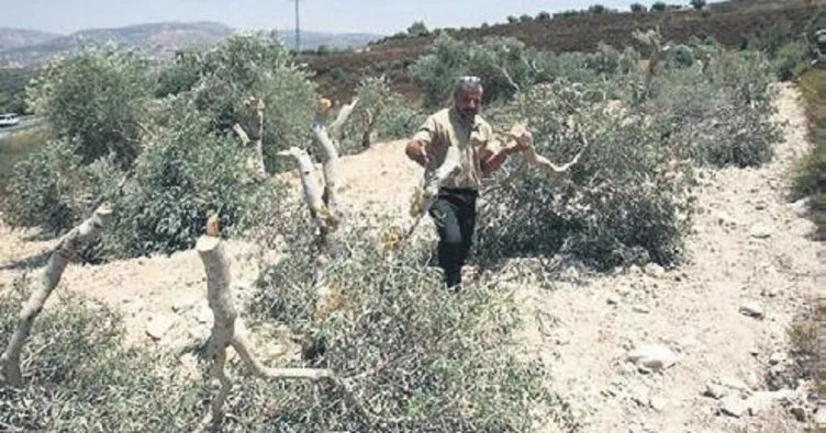 İşgalci Yahudilerden zeytin hasadı yapan Filistinlilere saldırı