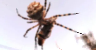 Dünyanın en zehirlisi: O ilimizde görüldü!